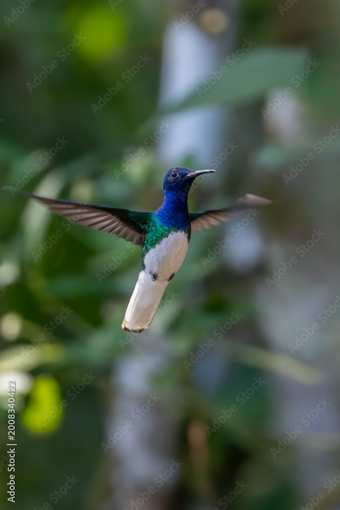 Obraz premium Florisuga mellivora White-necked jacobin Kolibřík bělokrký, Best Humminbird from Ecuador in the flight, wildlife from tropic jungle. Wildlife scene from nature. Hummingbird with flower, in flight.