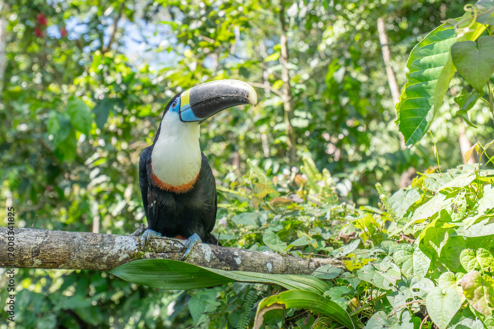 Naklejka premium White-throated Toucan (Ramphastos tucanus) Perched on a Tree: A Near-passerine Bird in Ramphastidae Family