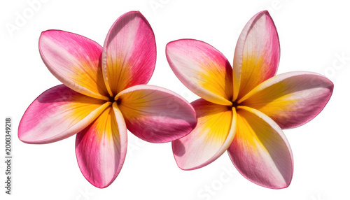 Two vibrant pink and yellow plumeria flowers isolated on a plain white background for