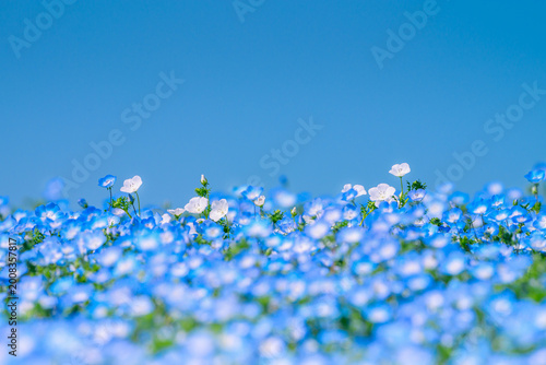 青空を背景に咲く白いネモフィラ