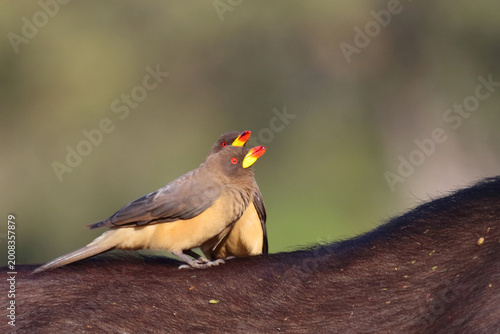 Tableau sur toile Gelbschnabel-Madenhacker / Yellow-billed oxpecker / Buphagus africanus