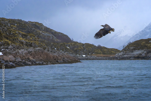 Majestic White-Tailed Sea Eagle Soars Over the Waters of Trollfjord in Lofoten, Norway