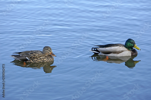 Bilde på lerret Pair of Mallard ducks swimming across a pond