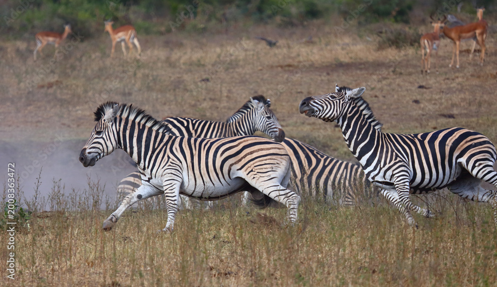 Obraz premium Steppenzebra / Burchell's zebra / Equus quagga burchellii