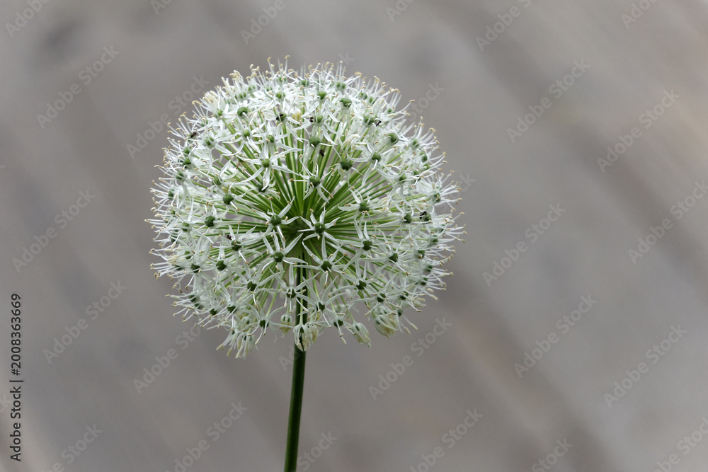 Ταπετσαρία Closeup of a giant white allium flower