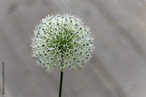 Schilderij op canvas Closeup of a giant white allium flower