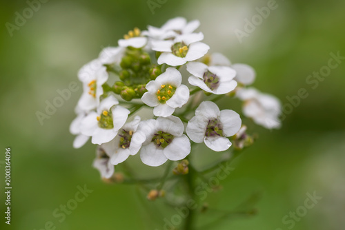 sweet alyssum