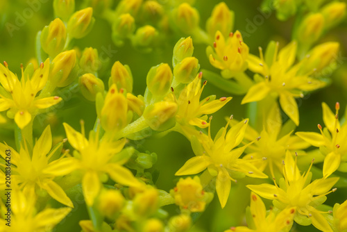 Obraz na plátně Mexican stonecrop