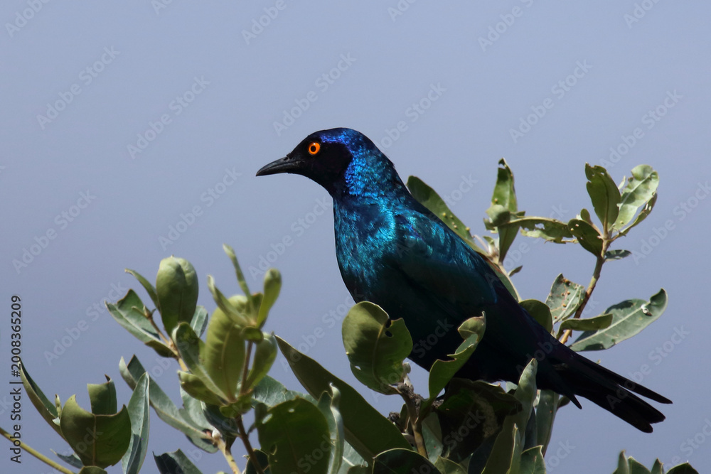 Obraz premium Rotschulter-Glanzstar/ Cape glossy starling or Red-shouldered glossy starling / Lamprotornis nitens