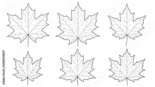 Bild auf Leinwand Detailed 2D AutoCAD drawings of six maple leaves in various orientations