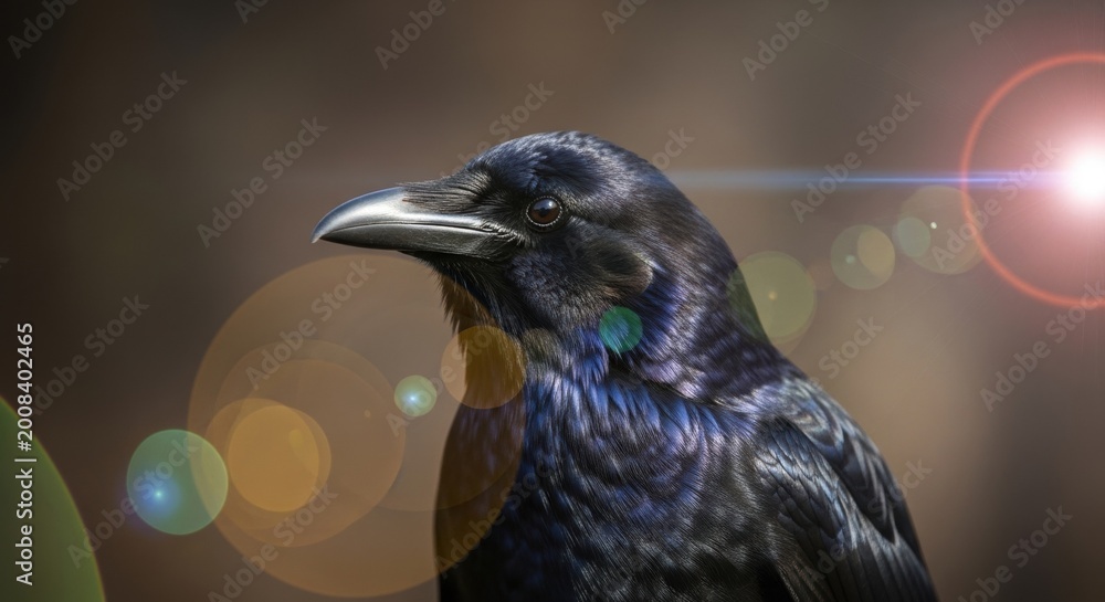 Naklejka premium Portrait of black raven with sun flare. Close up of wild bird head with iridescent feathers. Nature wildlife photography, avian animal in forest light, mystery and wisdom concept.