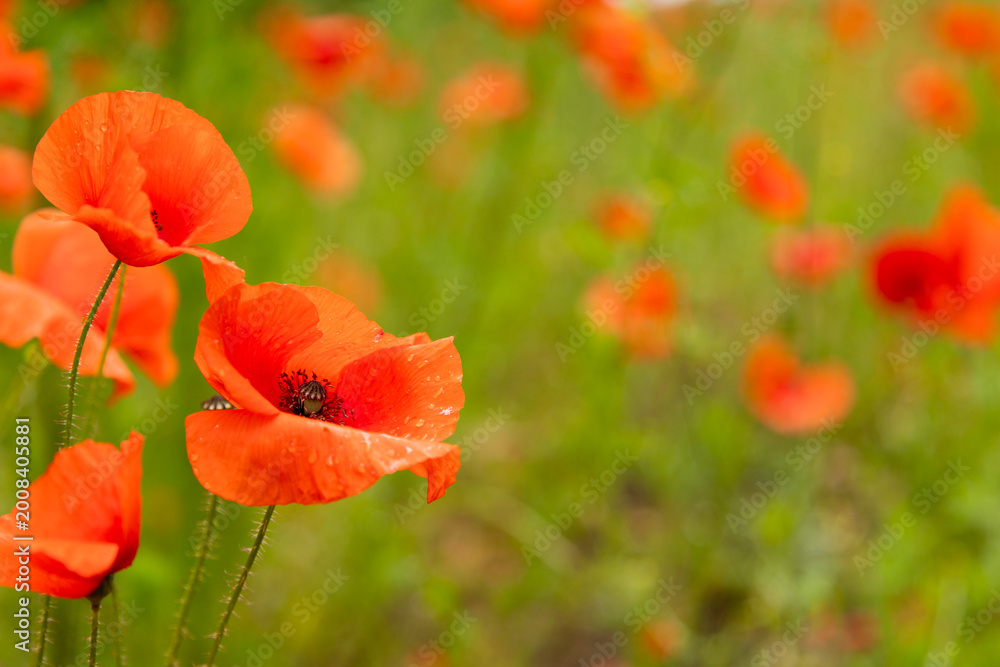 Naklejka premium Blooming poppy field with mixed wildflowers fresh green summer landscape background. Copy space