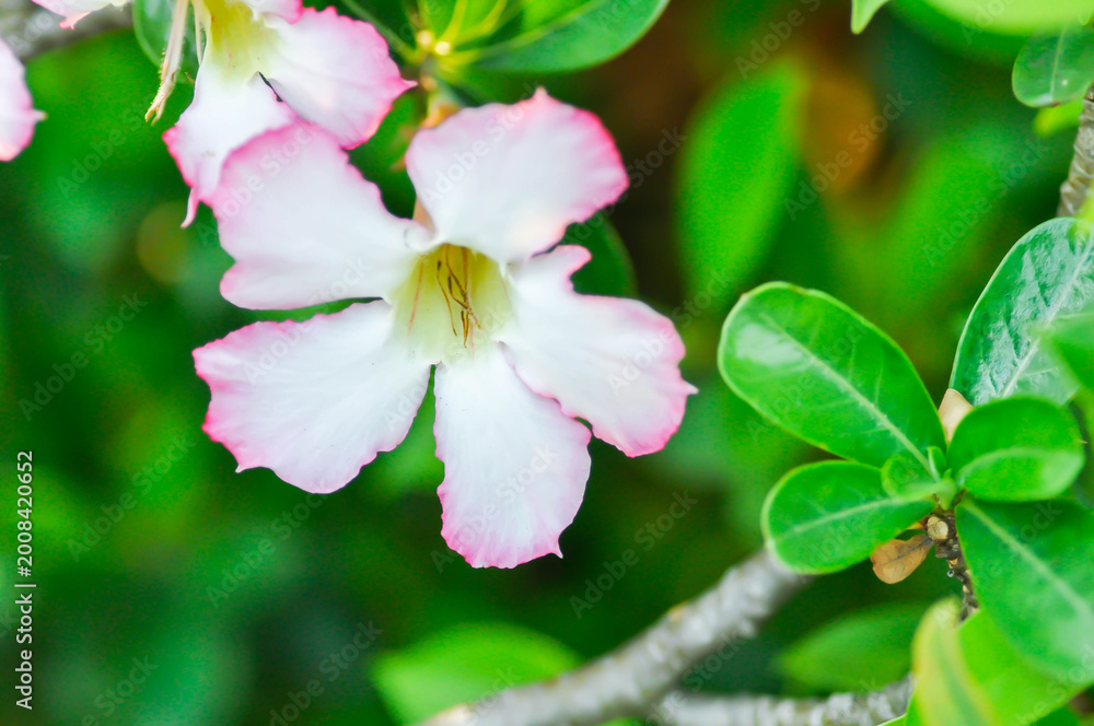 Obraz premium Desert rose, APOCYACEAE or Adenium obesum or Mock Azalea or Pink bignonia or Impala lily or white and pink flower