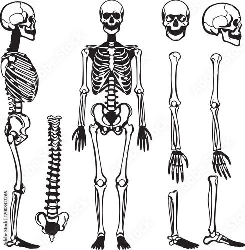 Schilderij op canvas Set of black silhouettes of skeletal human bones isolated on white background