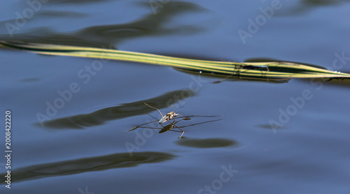 Slika na platnu Insect Gerris lacustris, known as common pond skater or common water strider is