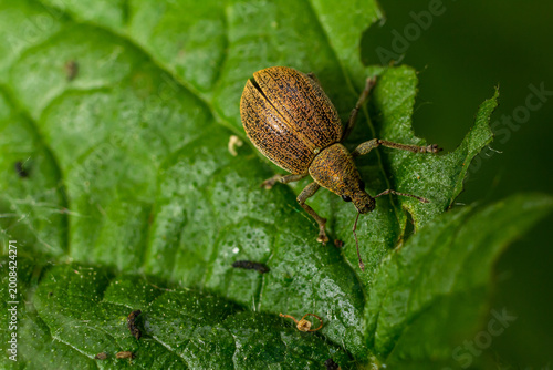Cuadro en lienzo Close-up view of a brown beetle on a green leaf in a natural setting during dayl