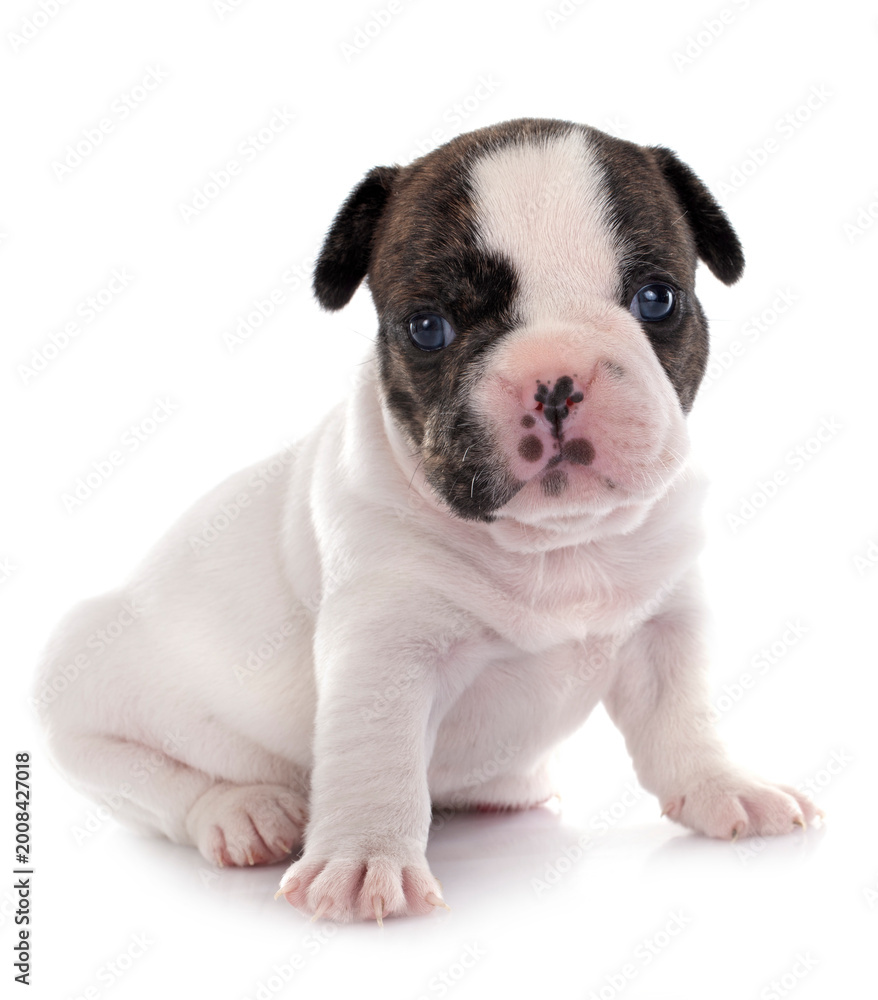 Obraz premium puppy french bulldog