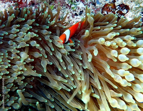 Obraz na płótnie Sea life in the Philippines