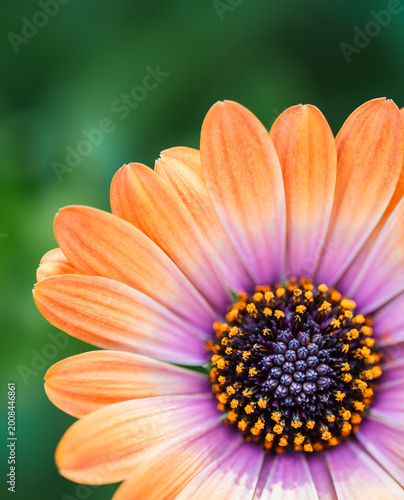 Close up of orange African daisy flower blooming in garden.