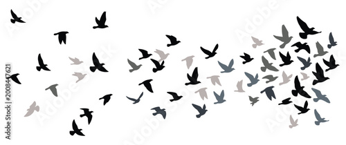 Картината върху платно Large group of birds in flight showing black and grey silhouette patterns