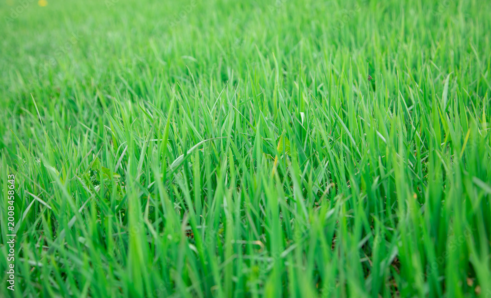 Fototapeta premium Green grass background or texture.
