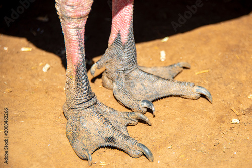 Obraz na plátne Webbed Feet of Cape Barren Goose - Tasmania