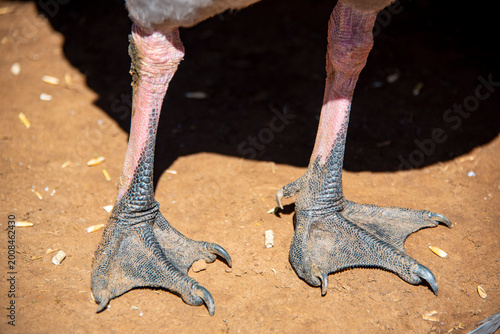 Εκτύπωση καμβά Webbed Feet of Cape Barren Goose - Tasmania