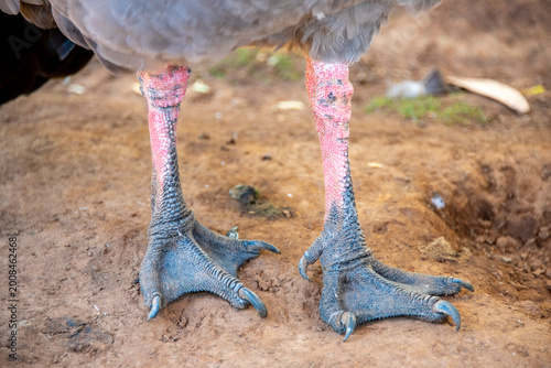 Obraz na plátne Webbed Feet of Cape Barren Goose - Tasmania