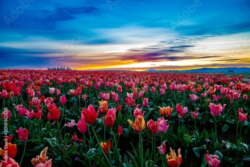 Tableau sur toile A vast horizon of **vibrant pink and orange tulips** stretches toward a distant, snow-capped mountain peak