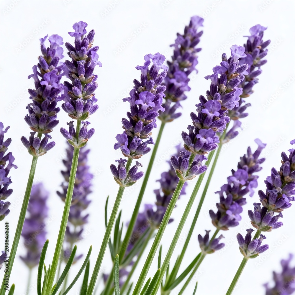 Obraz premium Fresh purple lavender flowers on white background