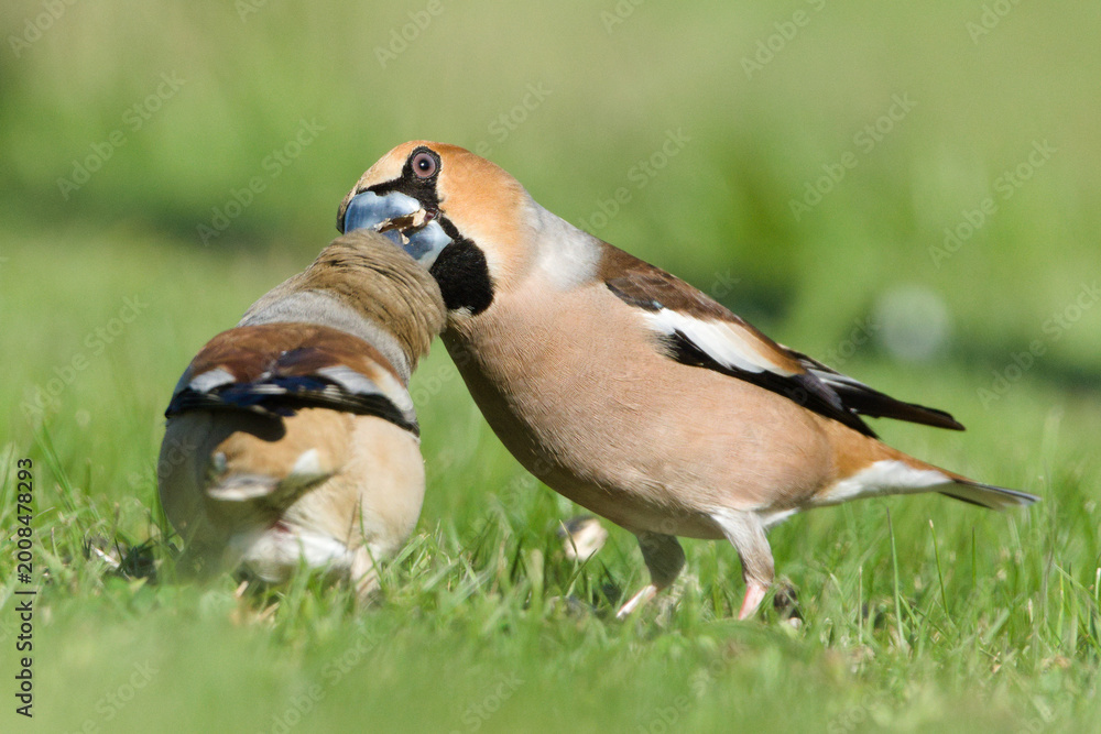 Fototapeta premium Hawfinches (Coccothraustes coccothraustes) Feeding Interaction on Ground, rare social behaviour captured in the wild in the Czech Republic