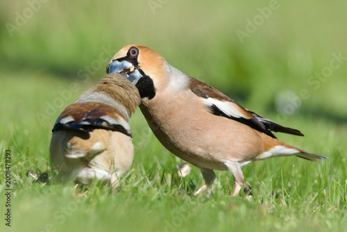 Konstfotografi Hawfinches (Coccothraustes coccothraustes) Feeding Interaction on Ground, rare s