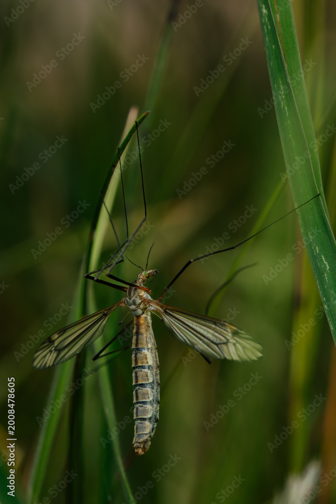 Fototapeta premium Crane fly resting in the grass. 