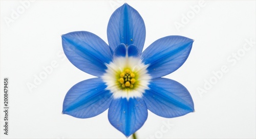 Beautiful blue flower with white and yellow center isolated on white background