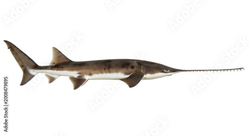 Brown and white spotted fish with long snout on isolated white background