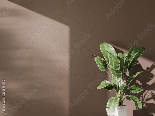 Warm brown wall background with large green leaves and soft window light shadows.