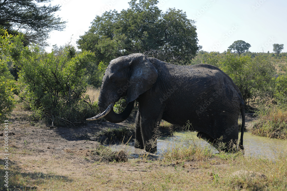 Fototapeta premium Afrikanischer Elefant im Schlamm / African elephant in the mud / Loxodonta africana