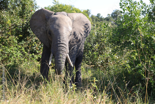 Canvas Print Afrikanischer Elefant / African elephant / Loxodonta africana