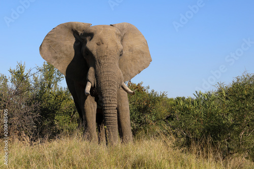 Photography Afrikanischer Elefant / African elephant / Loxodonta africana