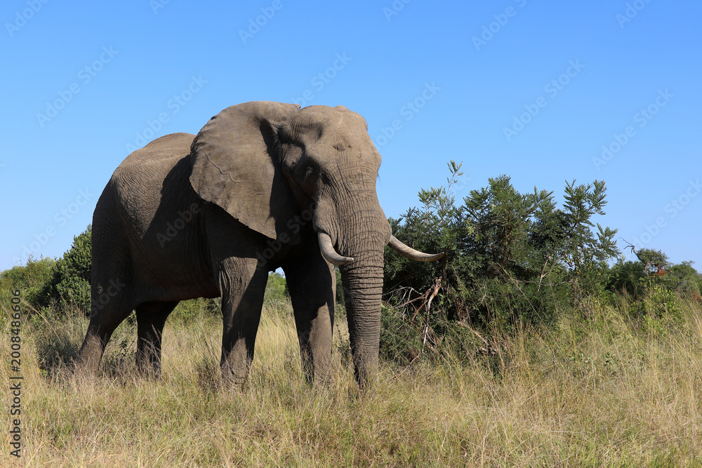 Fototapeta premium Afrikanischer Elefant / African elephant / Loxodonta africana