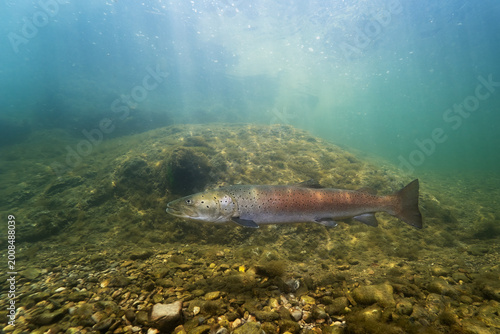 Underwater photo of a Danube salmon (Hucho hucho) gliding slowly along the riverbed in its natural habitat. Captured in soft natural light, revealing details of the fish and the textured river bottom.