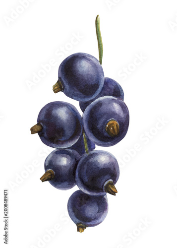 black currant berry cluster watercolor clipart with dark purple ripe fruits and stems for jam labels recipe cards kitchen decor