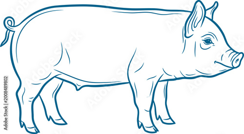 Adult pig standing in blue detailed line art vector can Editable
