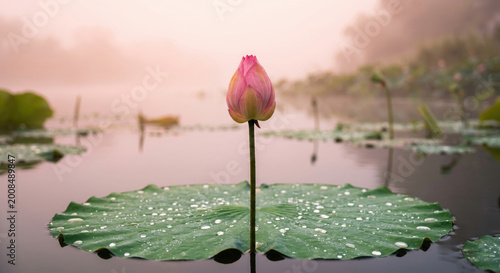 Pink lotus bud on a large green leaf with water drops on a misty pond at sunrise.