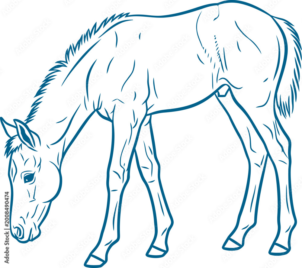 Obraz premium Young foal grazing with head down blue ink illustration vector can Editable