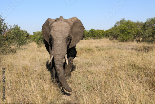 Photography Afrikanischer Elefant / African elephant / Loxodonta africana