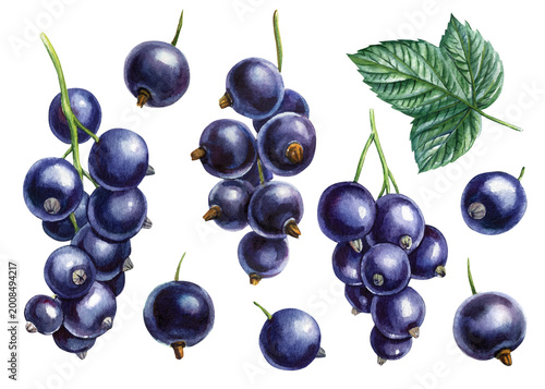 Black currant berries clipart, set watercolor purple fruit clusters green leaf and isolated botanical elements for summer design