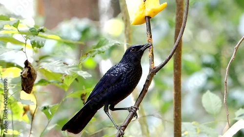 Blue Whistling Thrush(Myophonus caeruleus), beautiful bird standing in nature, black bird
