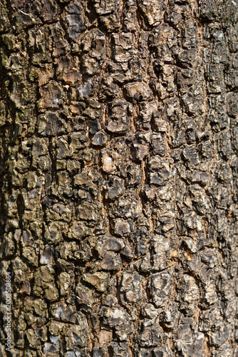 Φωτογραφία Common ash bark detail - Latin name - Fraxinus excelsior