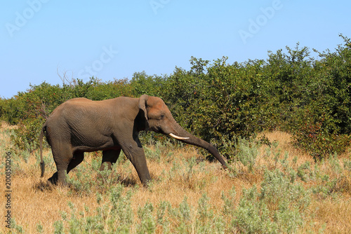 Canvas Print Afrikanischer Elefant / African elephant / Loxodonta africana